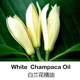 芳香居白玉兰花单方精油原料10ML按摩香薰消咳化痰杀菌天然植物