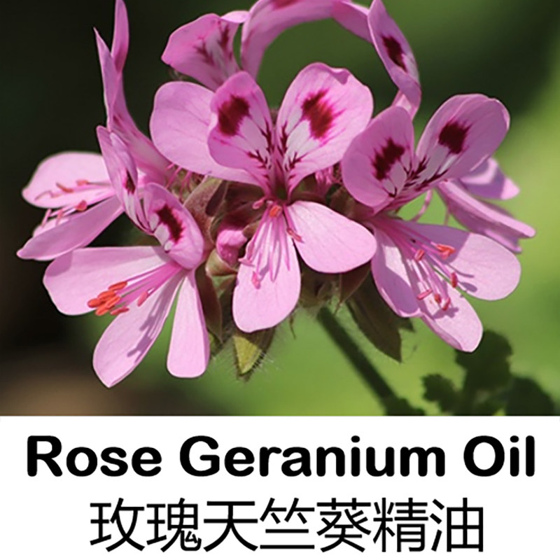 天竺葵精油10ml清新花香芳疗护肤香薰完全挥发纯单方精油补水紧致