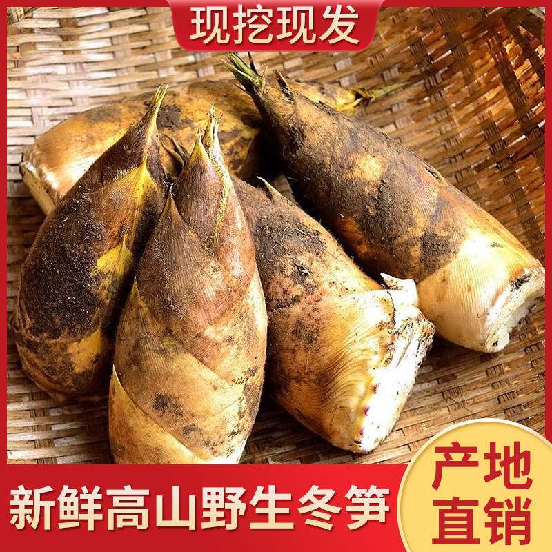 江西正宗野生高山新鲜冬笋现挖现发黄泥毛竹笋带壳去老根5斤包邮