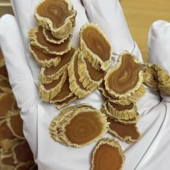 东洋高丽参原枝片九年根太极参长白山正宗大力老参切片250克 包邮