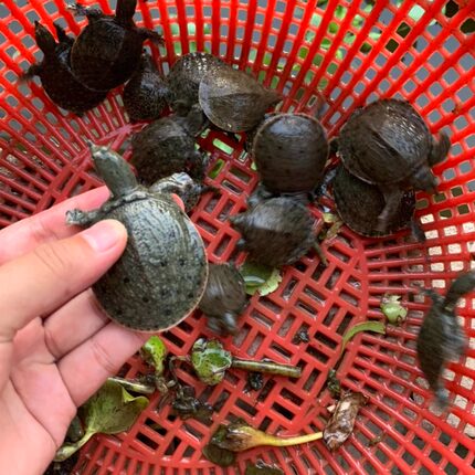20克小甲鱼苗活体外塘养殖甲鱼团鱼水鱼王八苗中华鳖苗顺丰包鲜活