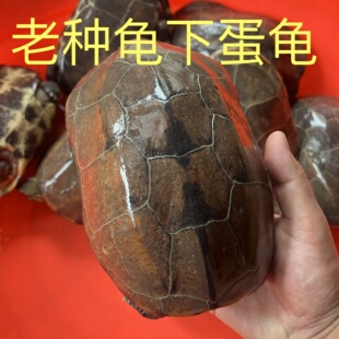 中华草龟老种母草下蛋龟外塘种龟养殖专用煲汤草龟顺丰包邮包鲜活