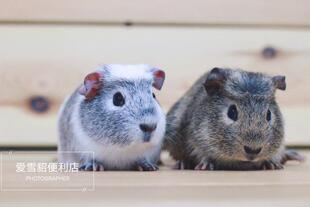 自家繁殖纯种豚鼠活体 荷兰猪活体宠物健康包活 可爱温顺懒人好养