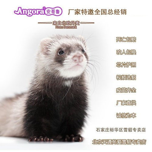 厂家直供萌宠可爱好养稀有雪貂