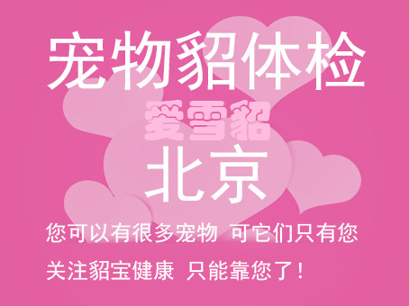 北京 安哥鲁小龙貂玛雪儿宠物雪貂体检预约 宠物貂活物活体 九折