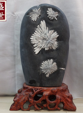 菊花石摆件天然风水石办公室会所接待室高雅石头工艺品带底托奇石