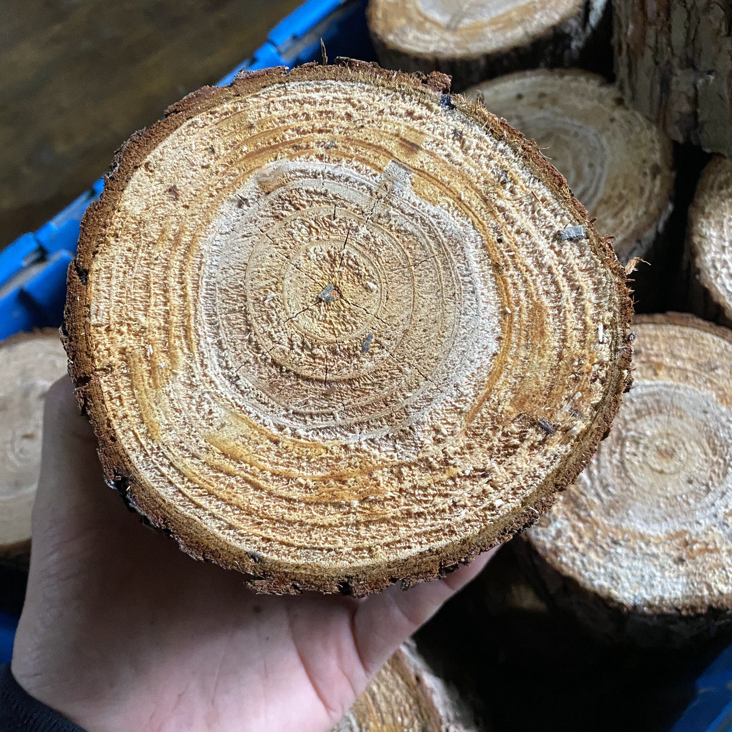 不打磨小木桩底座摆件树桩原木头杉树摄影拍照手工diy装饰道具