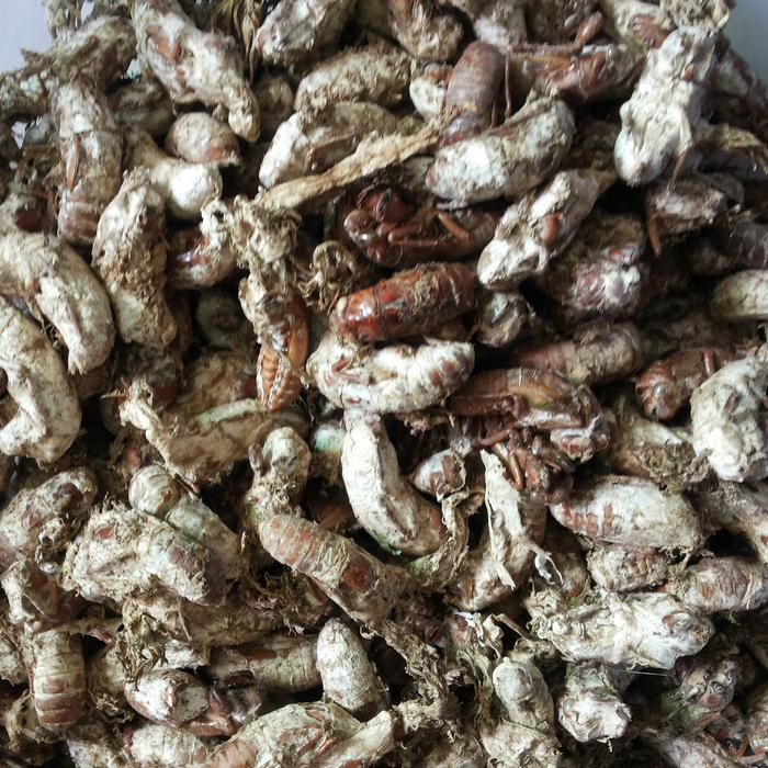 金蝉花 250g克包邮 知了花 土蝉花 蝉蛹草 虫花 中药材初级农产品