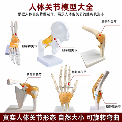 人体关节骨骼模型手脚肘髋