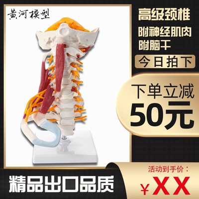 颈椎神经脑干枕骨脊柱可拆装模型