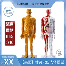 政河高品质中医针灸穴位人体模型人十二经络扎针小皮铜人全身玩具