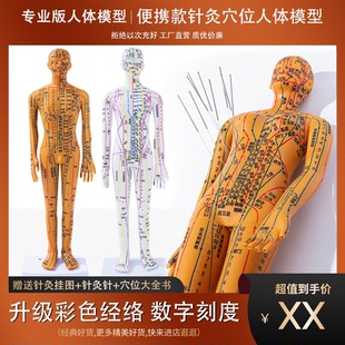 彩色便携款针灸人体穴位模型人扎针练习皮肤小铜人手脚部耳朵穴位