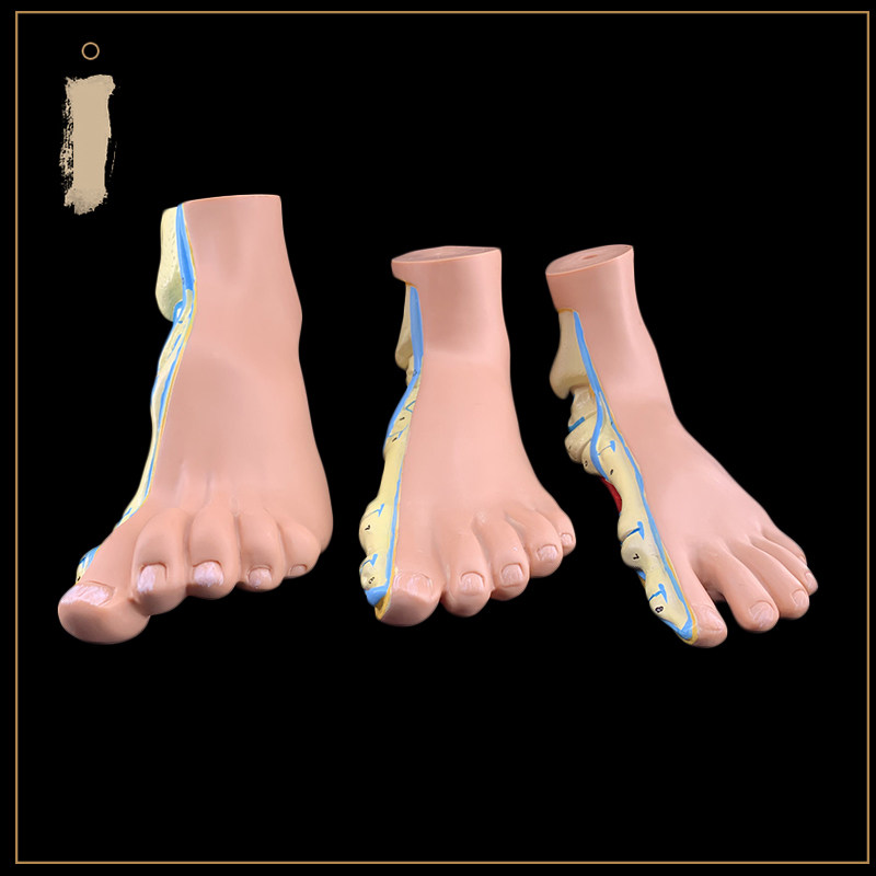 일반 아치 발 높은 아치 발 모델 발 관절 모델 발톱 발 발 모델 해부학 병원