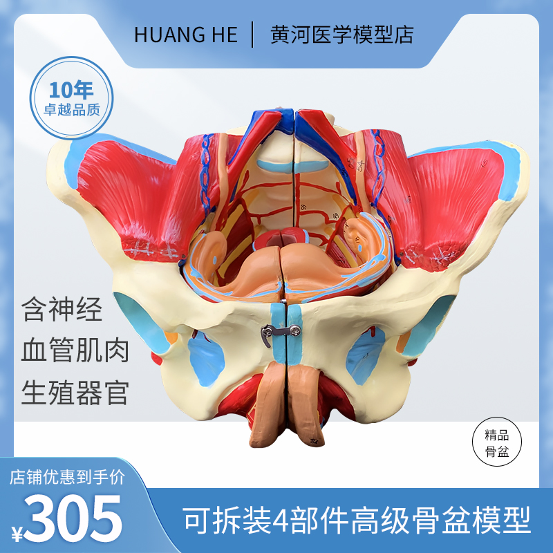 自然高级盆骨附生血管神经器官