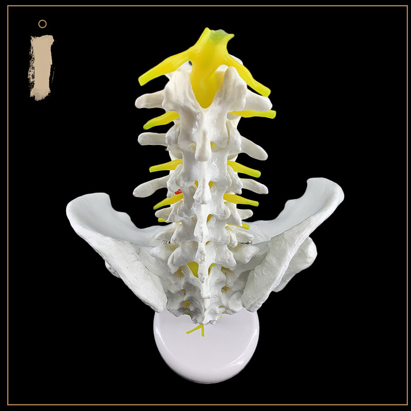 골반 모델 척추 모델 골반 모델 인간 골격 모델 대퇴 추간 디스크가있는 5 섹션 요추