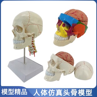 人体头骨附颈椎及脑模型人体颅骨附大脑头骨头颅大脑标本颅脑解剖