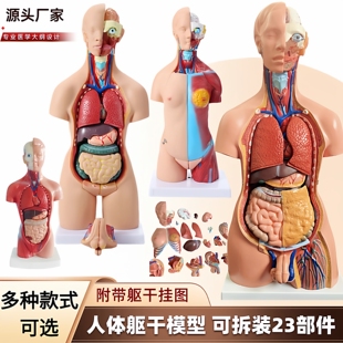 人体器官躯干模型人体结构解剖模型全身内脏拆装解剖医学教具模型