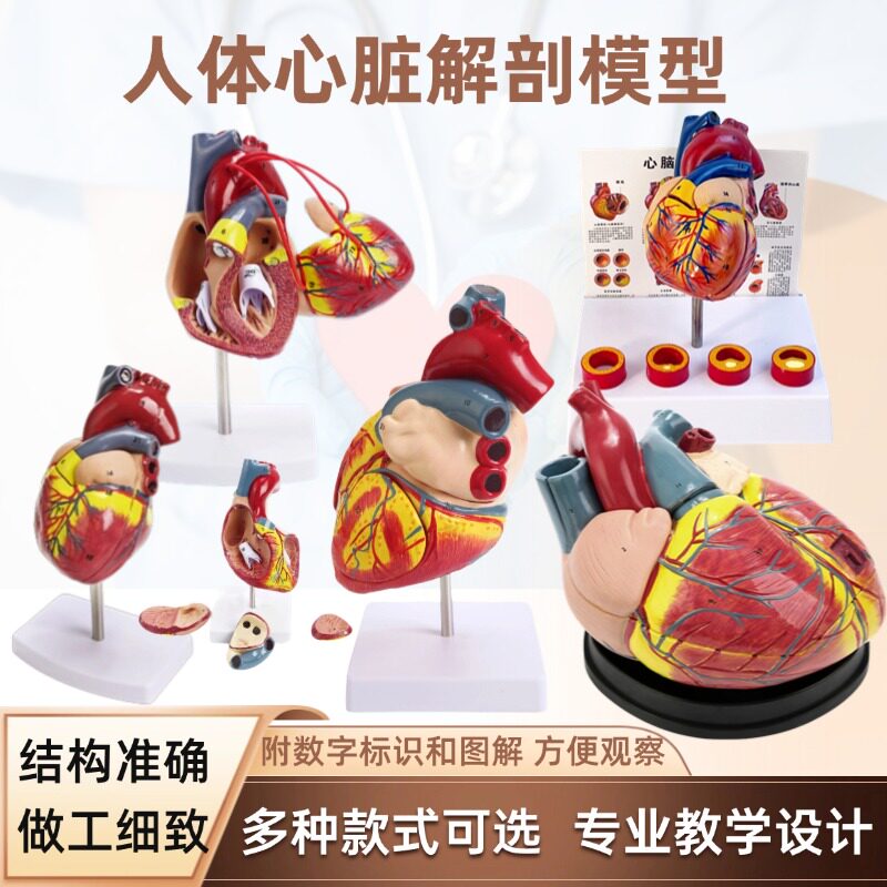 인간의 자연 심장 해부학 모델 의료 교육 기관 구조 병원 학교 교육 보조 컬러 초음파 B 이동식