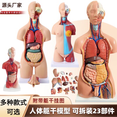 人体躯干解剖模型政河厂家直发