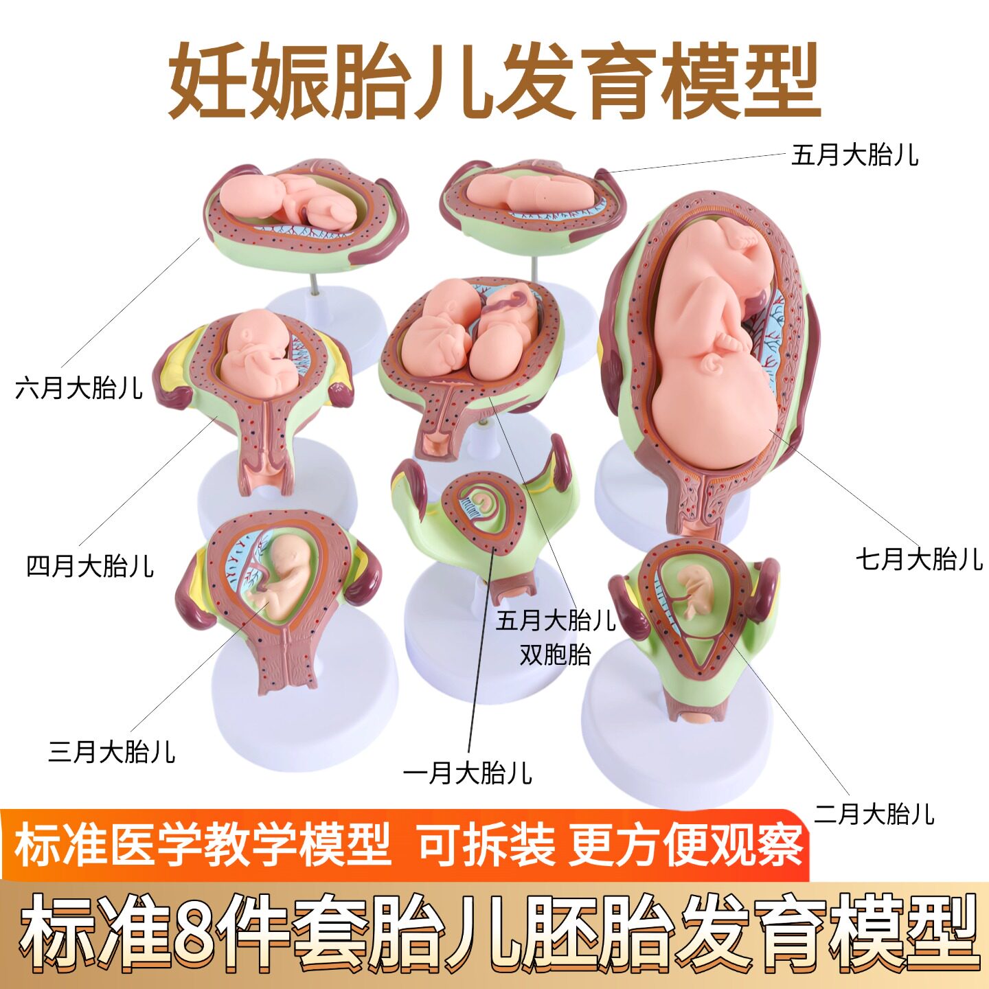 人体胚胎发育模型 妊娠胚胎发育过程 怀孕十月胎儿模型 医学教学