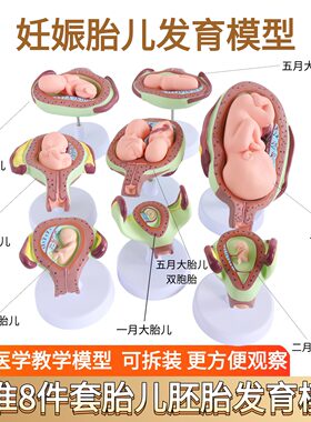妊娠胚胎发育过程怀孕十月模型