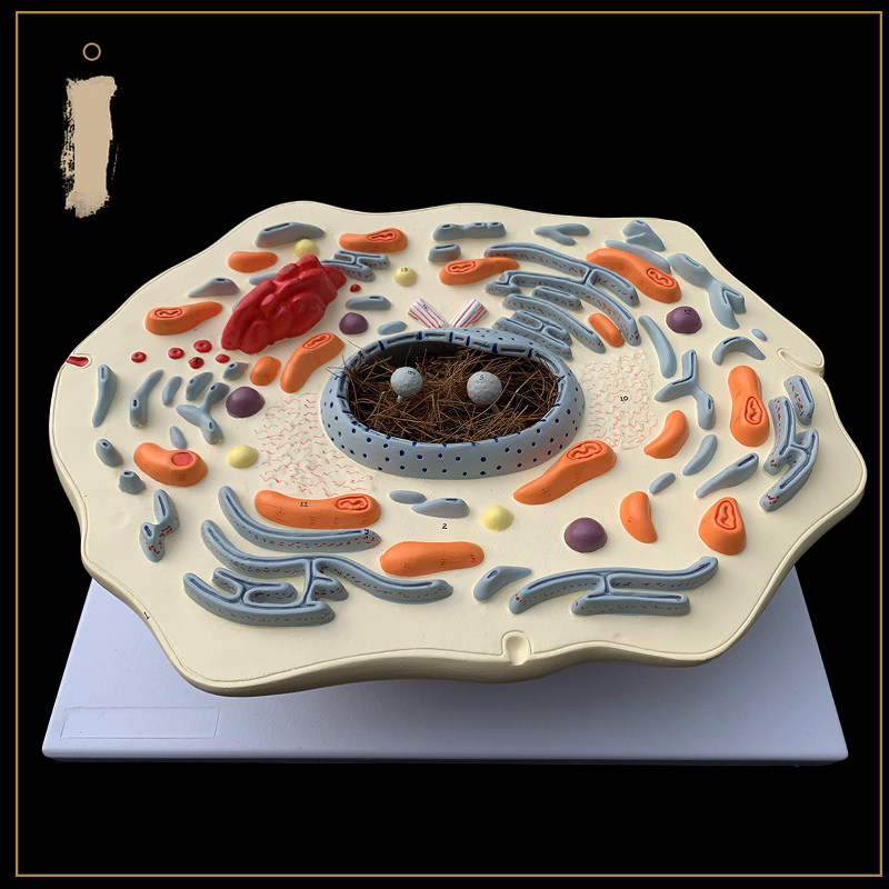 동물 세포 초미세 구조 모델 동물 병원 데모 장식품 학교 생물학 교재 세포벽