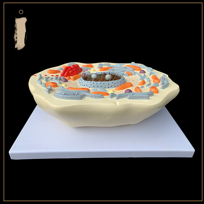 동물 세포 초미세 구조 모델 동물 병원 데모 장식품 학교 생물학 교재 세포벽