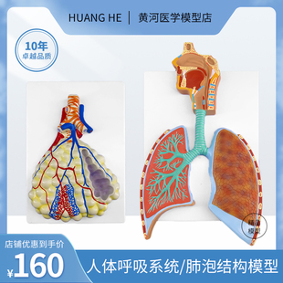 人体呼吸系统解剖模型 肺解剖呼吸系统浮雕模型 肺泡放大解剖模型
