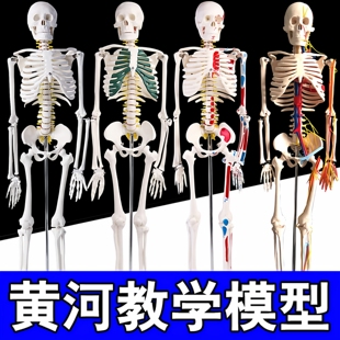45 85 170cm人体骨骼模型骨架人体模型成人小白骷髅教学脊椎全身