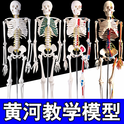 170cm模型小白脊椎全身人体骨骼