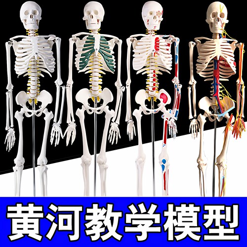 170cm模型小白脊椎全身人体骨骼