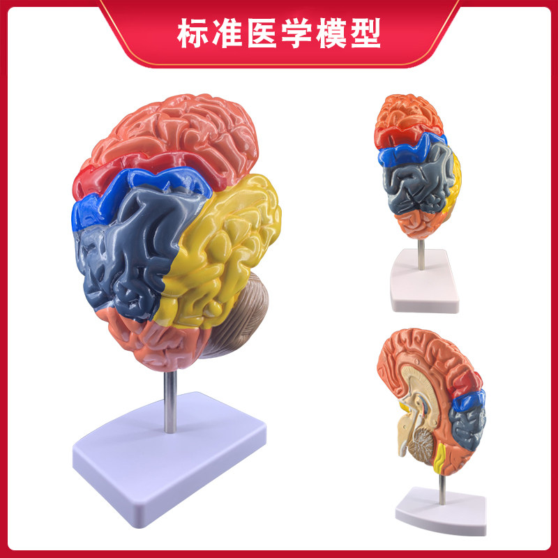 인체 장기 해부학 모델 뇌 구조 계층 모듈 병원 학교 교육 데모 장식품 분리 가능