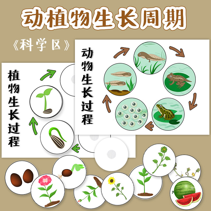 幼儿园科学区域 逻辑游戏教玩具动植物成长周期观察生长过程包邮