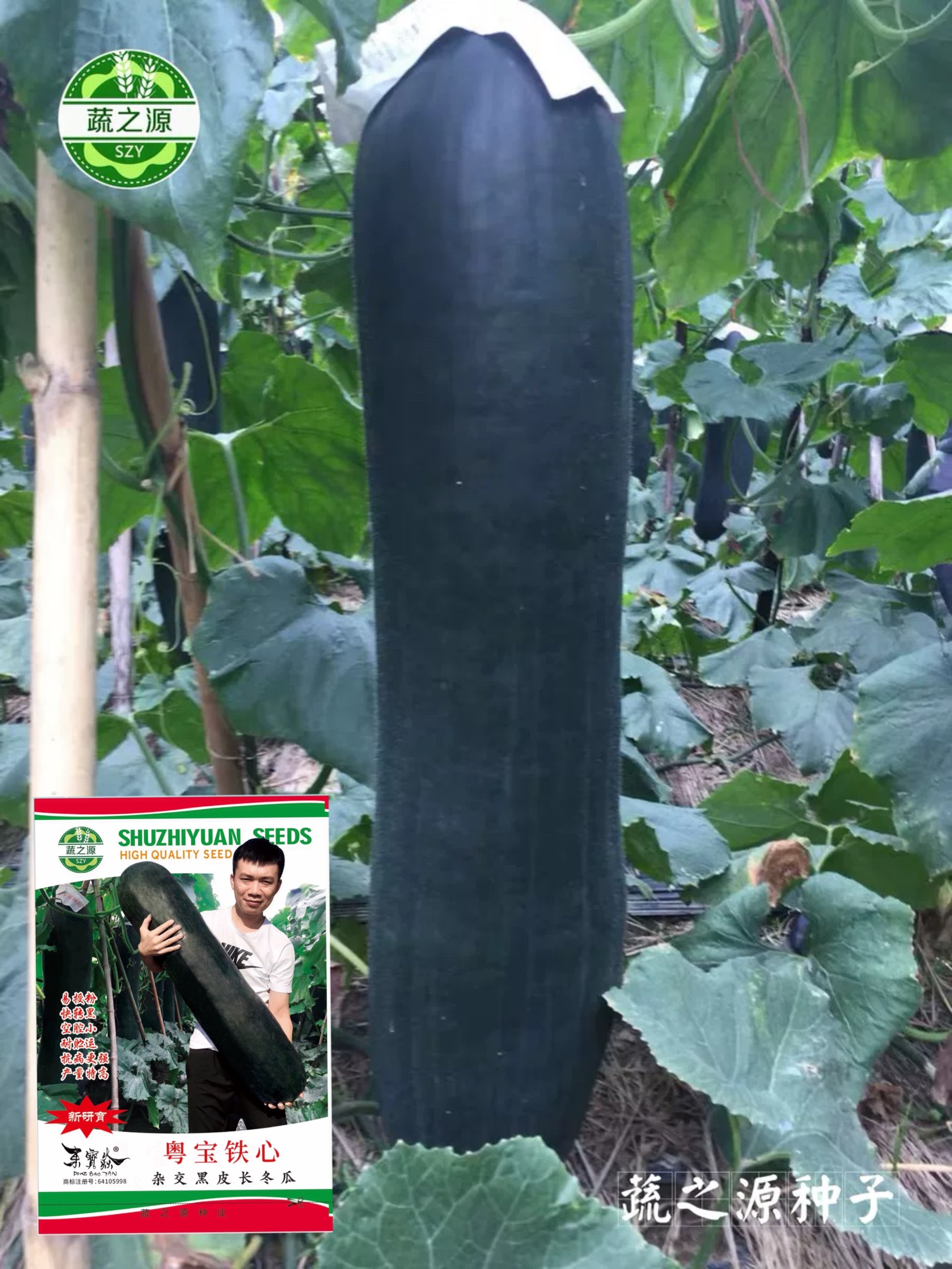 新研育冬瓜种子粤宝铁心杂交黑皮长冬瓜种子快转黑易授粉贮存