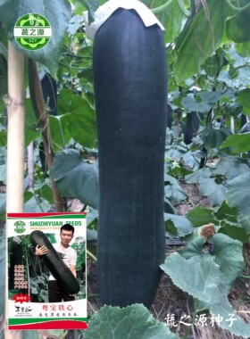 新研育冬瓜种子粤宝铁心杂交黑皮长冬瓜种子快转黑易授粉贮存