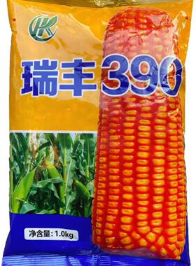 瑞丰390杂交玉米种子白轴红籽硬粒型包谷春秋播饲料高产抗病满顶