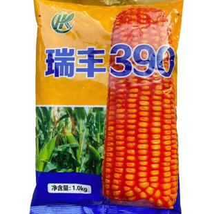 瑞丰390杂交玉米种子白轴红籽硬粒型包谷春秋播饲料高产抗病满顶