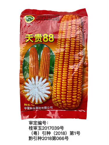 玉米杂交种子审定天贵88硬玉米土玉米鸡吃玉米大棒轴细红粒