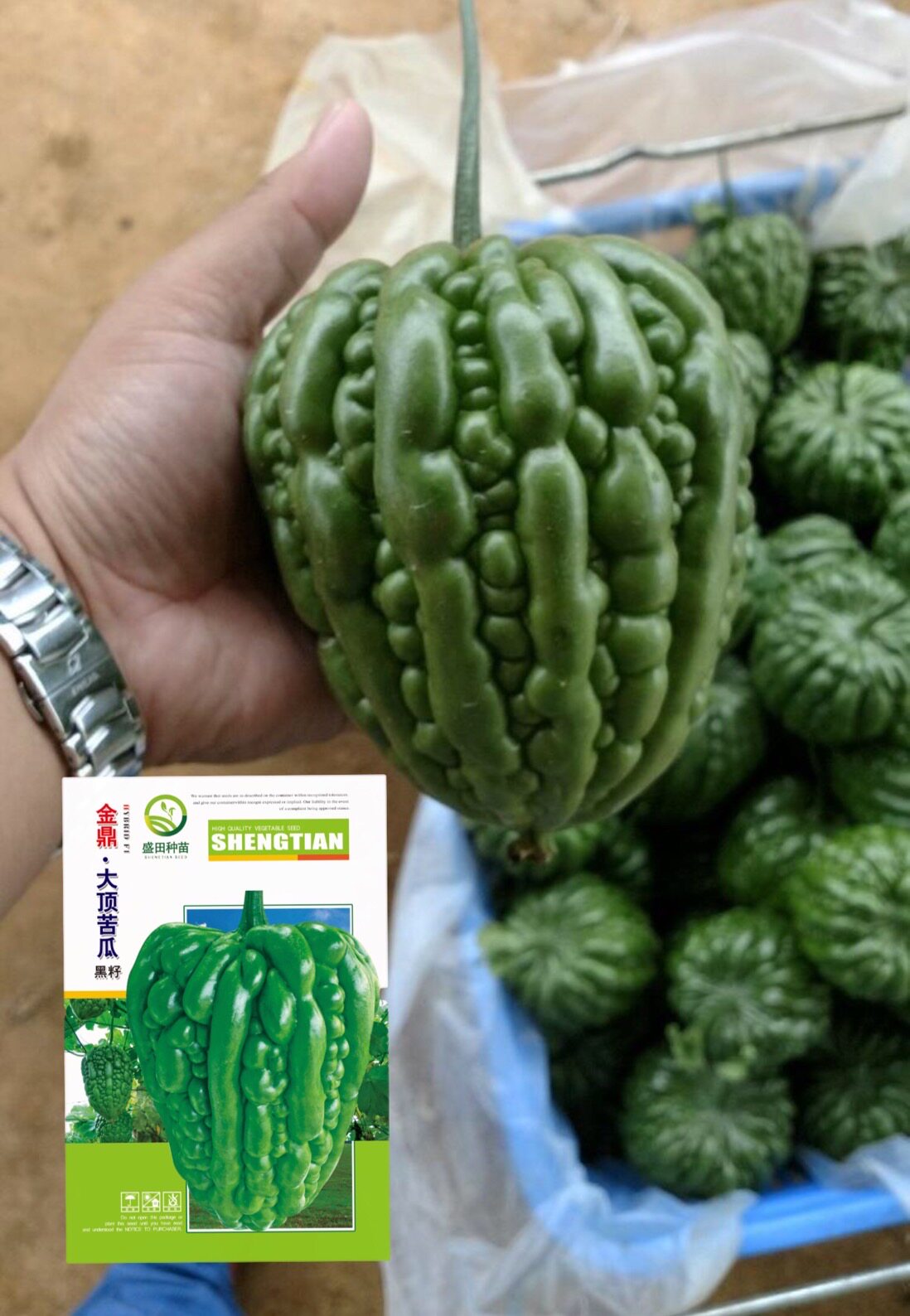 大顶苦瓜种子金鼎大顶苦瓜种子黑籽热雨水基地品种