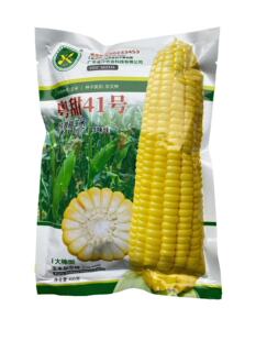 鲜食甜玉米种子泰阳粤甜41号杂交玉米种子棒子重量550克热销正品