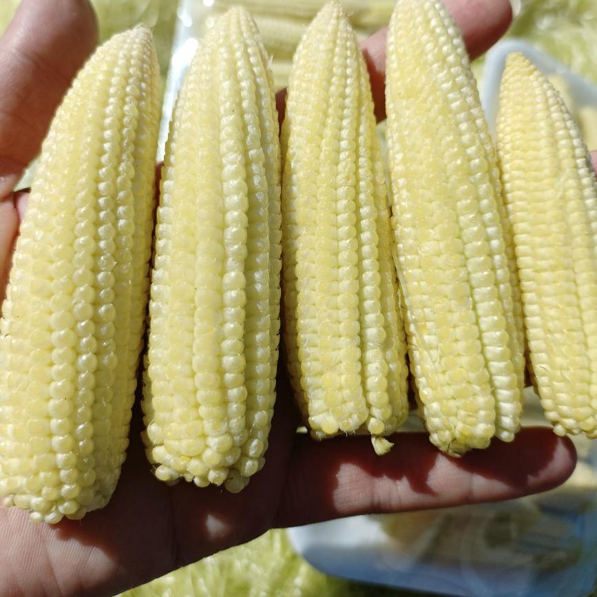 广西农家水果玉米笋新鲜嫩玉米笋带皮发5斤试吃装拍前请看详情页