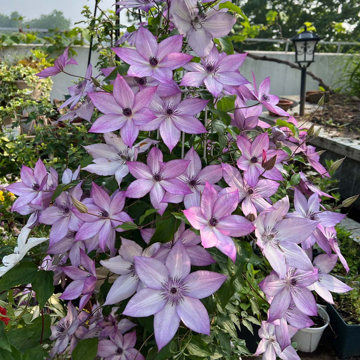 乌托邦铁线莲爬藤植物庭院耐寒花