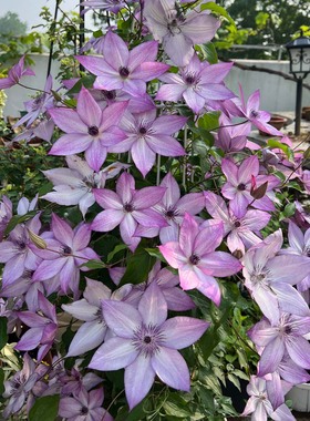 铁线莲爬藤植物庭院耐寒绿植盆栽小苗乌托邦倒影阳台四季攀援花卉