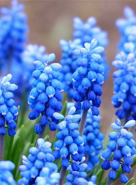 10颗葡萄风信子种球根耐寒植物秋冬花卉可水养水培土培当年百合花