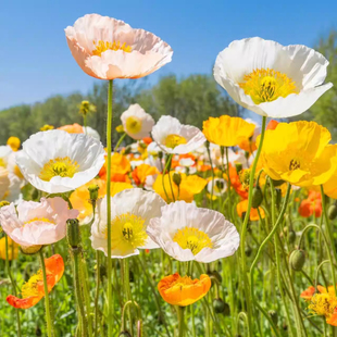 冰岛虞美人花籽格桑花七彩花种籽子多年四季播种开花太阳花卉种子