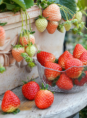 原盆原土草莓苗盆栽食用白奶油红颜种子籽四季蔬菜当年结果新秧苗