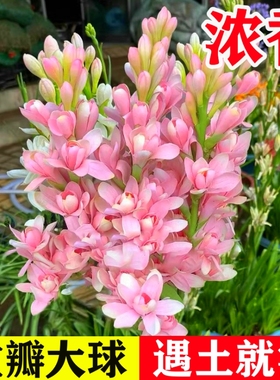 晚香玉种球重瓣大花球根夜来香浓香型多年生切花庭院阳台盆栽花卉