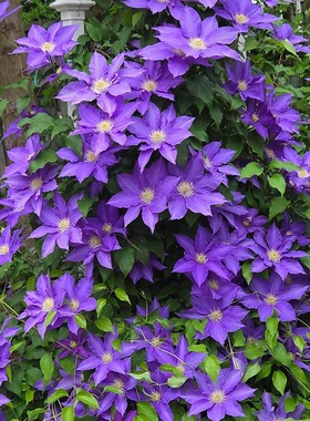 铁线莲种根花苗室内外耐寒庭院爬藤植物多年生易种活常年开花盆栽