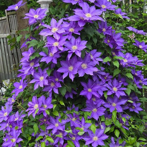 铁线莲种根花苗庭院爬藤植物