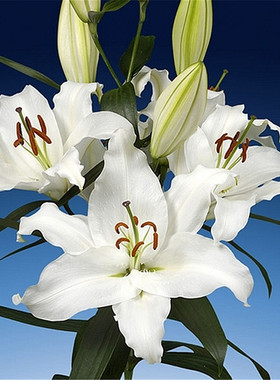 进口香水百合种球带芽四季绿植盆栽花卉种子室内外阳台花苗大种球